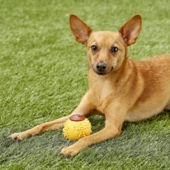 Starmark RubberTuff Treat Ball Tough Dog Chew Toy -Blue Buffalo Shop 100922 PT2. AC SS1800 V1589320557