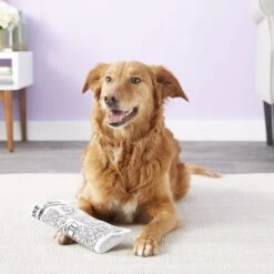 Pet Qwerks Krinkle & Squeak Newspaper Stuffing-Free Plush Dog Toy -Blue Buffalo Shop 102271 PT2. AC SS1800 V1589901429