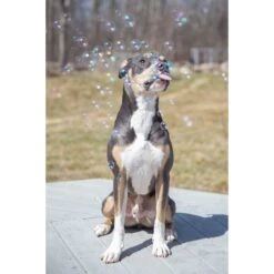 Pet Qwerks Incredibubbles For Dogs -Blue Buffalo Shop 102318 PT3. AC SS1800 V1589901514