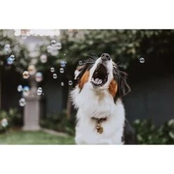 Pet Qwerks Incredibubbles For Dogs -Blue Buffalo Shop 102318 PT5. AC SS1800 V1589901520