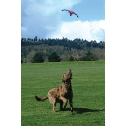 Chuckit! Flying Squirrel Dog Toy, Color Varies & Chuckit! Paraflight Dog Toy -Blue Buffalo Shop 1030630 PT3. AC SS1800 V1702598535