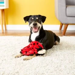 ZippyPaws Squeakie Crawler Betsey The Ladybug Dog Toy 7 ZippyPaws Squeakie Crawler Betsey The Ladybug Dog Toy -Blue Buffalo Shop 104056 PT7. AC SS1800 V1530190595