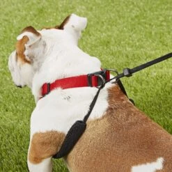 Sporn Training Halter Nylon No Pull Dog Harness -Blue Buffalo Shop 104371 PT6. AC SS1800 V1575916456