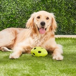 Nerf Dog Crunchable Football Dog Toy -Blue Buffalo Shop 106662 PT3. AC SS1800 V1531554433