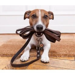 Oh You Lucky Dog! Bubba's LED Leash Light -Blue Buffalo Shop 107353 PT2. AC SS1800 V1478111850