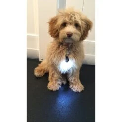 Oh You Lucky Dog! Bubba's LED Leash Light -Blue Buffalo Shop 107353 PT3. AC SS1800 V1480095151