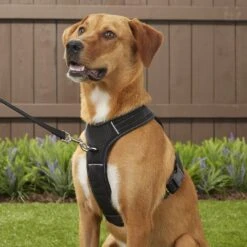 Mighty Paw Padded Sports Reflective No Pull Dog Harness -Blue Buffalo Shop 109956 PT4. AC SS1800 V1575424992