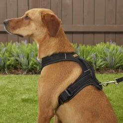 Mighty Paw Padded Sports Reflective No Pull Dog Harness -Blue Buffalo Shop 109956 PT5. AC SS1800 V1575471222