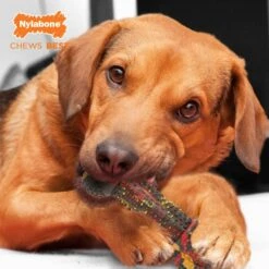 Nylabone Flavor Frenzy Strong Chew Toy Dog Toy Bacon & Cheeseburger -Blue Buffalo Shop 110401 PT8. AC SS1800 V1632796578