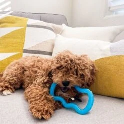 Nylabone Puppy Teethe N' Tug Toy Blue 10 Nylabone Puppy Teethe N' Tug Toy Blue -Blue Buffalo Shop 110485 PT1. AC SS1800 V1661178208