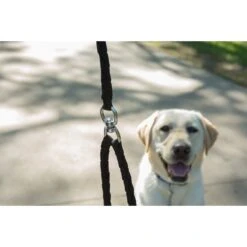 Caldwell's Original Dual Leash 19 Caldwell's Original Dual Leash -Blue Buffalo Shop 110807 PT8. AC SS1800 V1628556092