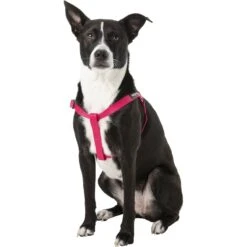 Blueberry Pet Classic Solid Nylon Step In Back Clip Dog Harness -Blue Buffalo Shop 112479 PT2. AC SS1800 V1575413907