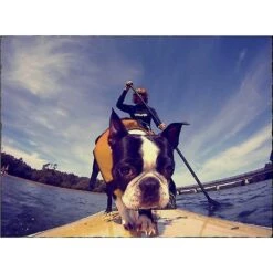 EzyDog Doggy Flotation Device Life Jacket 12 EzyDog Doggy Flotation Device Life Jacket -Blue Buffalo Shop 113953 PT7. AC SS1800 V1538491632