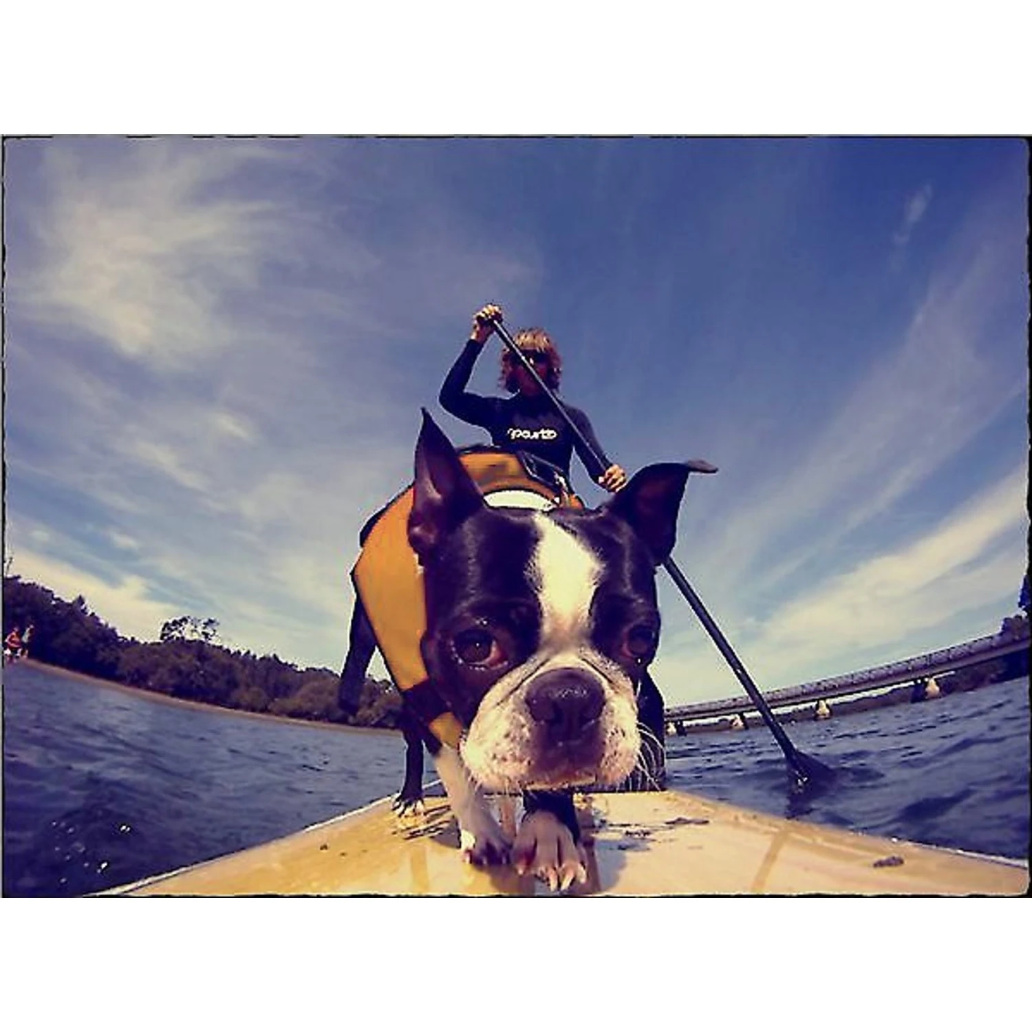 EzyDog Doggy Flotation Device Life Jacket 7 EzyDog Doggy Flotation Device Life Jacket - Image 5