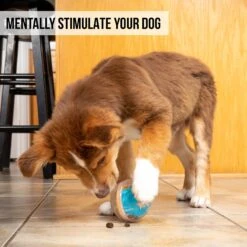 Pet Zone IQ Treat Dispenser Ball Dog Toy -Blue Buffalo Shop 115632 Pt5. AC SS1800 V1583771892