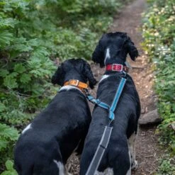 Kurgo Double Dog Leash Extender -Blue Buffalo Shop 116757 PT3. AC SS1800 V1605226312