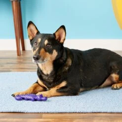 ARM & HAMMER PRODUCTS Ora Play Denta-Saurus Mint Tough Dog Chew Toy -Blue Buffalo Shop 118071 PT4. AC SS1800 V1530918196