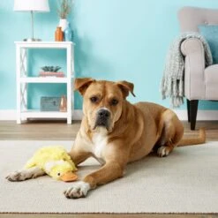 Doggles Plush Bottle Duck Dog Toy 7 Doggles Plush Bottle Duck Dog Toy -Blue Buffalo Shop 118762 PT1. AC SS1800 V1554126449