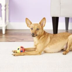 Nerf Dog Light Up Bash Ball Dog Toy -Blue Buffalo Shop 121862 PT4. AC SS1800 V1530921402