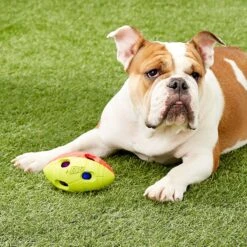 Nerf Dog Light Up Bash Football Dog Toy, Medium -Blue Buffalo Shop 121900 PT5. AC SS1800 V1531558349