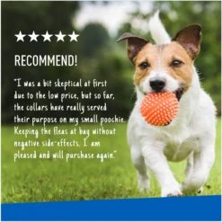 Adams® Adams Flea & Tick Collar For Dogs, Extra Small/Toy & Small Breeds -Blue Buffalo Shop 122959 PT6. AC SS1800 V1696533257