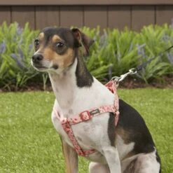 Blueberry Pet Floral Prints Neoprene Step In Back Clip Dog Harness 12 Blueberry Pet Floral Prints Neoprene Step In Back Clip Dog Harness -Blue Buffalo Shop 126477 PT4. AC SS1800 V1575423780