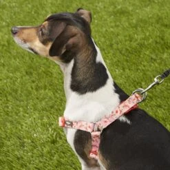 Blueberry Pet Floral Prints Neoprene Step In Back Clip Dog Harness 13 Blueberry Pet Floral Prints Neoprene Step In Back Clip Dog Harness -Blue Buffalo Shop 126477 PT5. AC SS1800 V1575473045