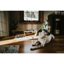 Pawfect Pets Premium Non-Skid Elevated Dog & Cat Bowl -Blue Buffalo Shop 127480 PT5. AC SS1800 V1627617104