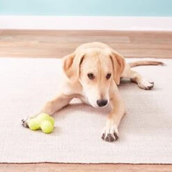 West Paw Zogoflex Small Tux Tough Treat Dispensing Dog Chew Toy -Blue Buffalo Shop 132922 PT5. AC SS1800 V1531560445