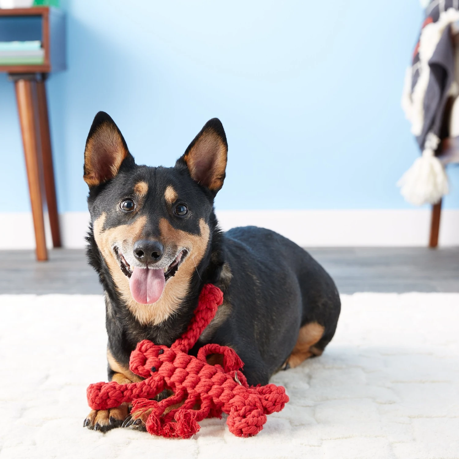 Jax And Bones Louie The Lobster Rope Dog Toy 6 Jax And Bones Louie The Lobster Rope Dog Toy - Image 4