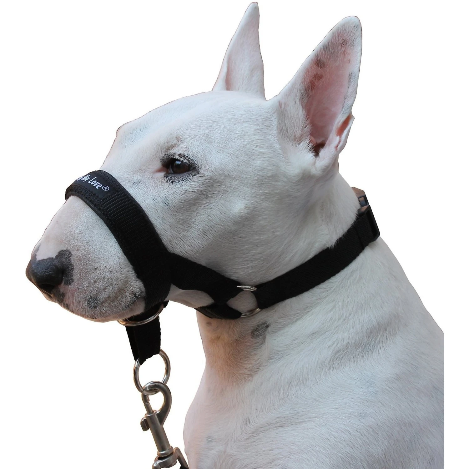 Dogs My Love Nylon Dog Headcollar 4 Dogs My Love Nylon Dog Headcollar - Image 2