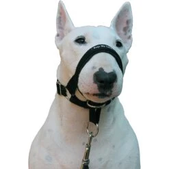 Dogs My Love Nylon Dog Headcollar 8 Dogs My Love Nylon Dog Headcollar -Blue Buffalo Shop 134076 PT2. AC SS1800 V1508363823