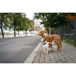 Mighty Paw Nylon Reflective Double Dog Leash 14 Mighty Paw Nylon Reflective Double Dog Leash -Blue Buffalo Shop 135559 PT4. AC SS1800 V1503688014