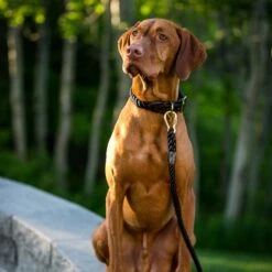 Found My Animal Adjustable Rope Dog Leash -Blue Buffalo Shop 135879 PT5. AC SS1800 V1507835243