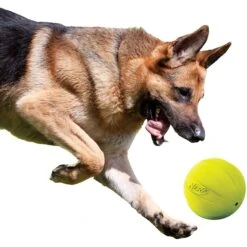 Nerf Dog Squeak Ball Dog Toy, Large -Blue Buffalo Shop 142888 PT3. AC SS1800 V1517611571