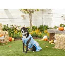 Rubie's Costume Company Cinderella Disney Princess Dog & Cat Costume -Blue Buffalo Shop 144122 PT2. AC SS1800 V1569006192