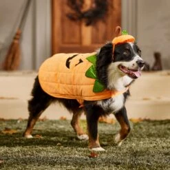 Frisco Pumpkin Dog & Cat Costume -Blue Buffalo Shop 144446 PT7. AC SS1800 V1567180408