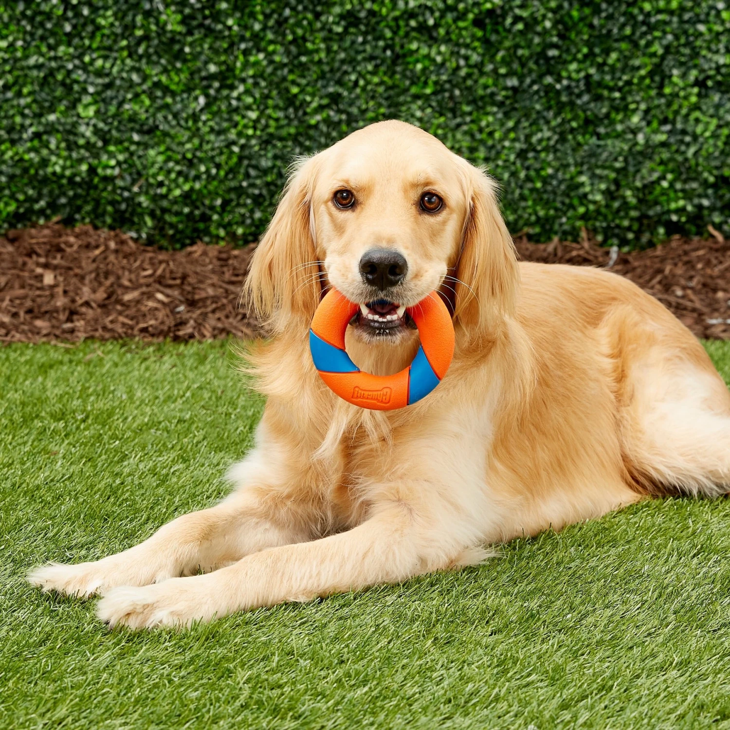 Chuckit! Ultra Ring Fetch Dog Toy 4 Chuckit! Ultra Ring Fetch Dog Toy - Image 2