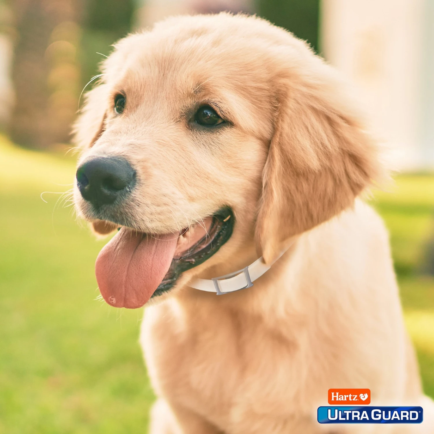 Hartz UltraGuard Flea & Tick Collar For Dogs, Up To 20" Neck 10 Hartz UltraGuard Flea & Tick Collar For Dogs, Up To 20" Neck - Image 8