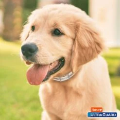 Hartz UltraGuard Pro Reflecting Flea & Tick Collar For Dogs & Puppies 19 Hartz UltraGuard Pro Reflecting Flea & Tick Collar For Dogs & Puppies -Blue Buffalo Shop 145756 PT8. AC SS1800 V1648623987