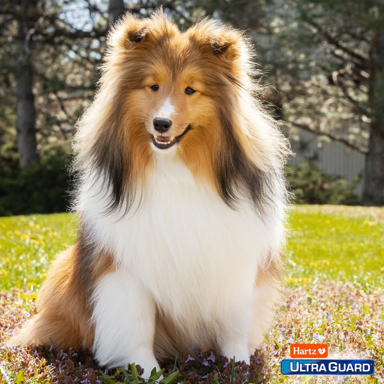 Hartz UltraGuard Flea & Tick Spray For Dogs 7 Hartz UltraGuard Flea & Tick Spray For Dogs - Image 5