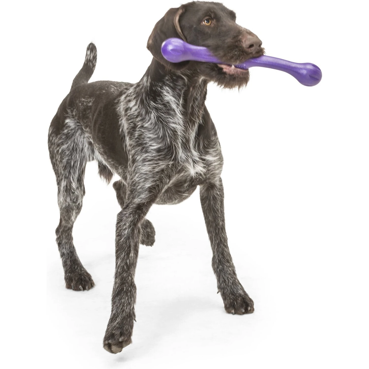 West Paw Echo Collection Zwig Dog Toy 10 West Paw Echo Collection Zwig Dog Toy - Image 8