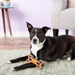 Nerf Dog EXO Treat Dispensing Bone Dog Toy -Blue Buffalo Shop 148525 PT6. AC SS1800 V1531938429