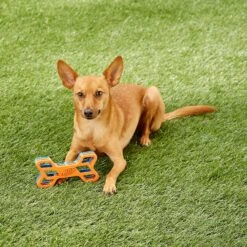 Nerf Dog EXO Treat Dispensing Bone Dog Toy -Blue Buffalo Shop 148525 PT7. AC SS1800 V1545252620