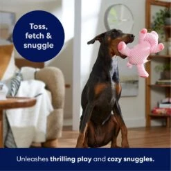 Frisco Corduroy Plush Squeaking Pig Dog Toy -Blue Buffalo Shop 152832 PT4. AC SS1800 V1695671001