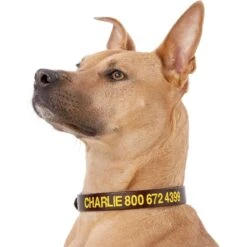 GoTags Leather Personalized Dog Collar -Blue Buffalo Shop 152940 PT2. AC SS1800 V1548441241