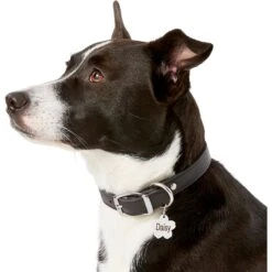 Frisco Stainless Steel Personalized Dog & Cat ID Tag, Flower 14 Frisco Stainless Steel Personalized Dog & Cat ID Tag, Flower -Blue Buffalo Shop 153002 PT5. AC SS1800 V1540562264