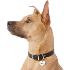 Frisco Personalized Dog & Cat ID Tag, Heart -Blue Buffalo Shop 153006 PT5. AC SS1800 V1540562340