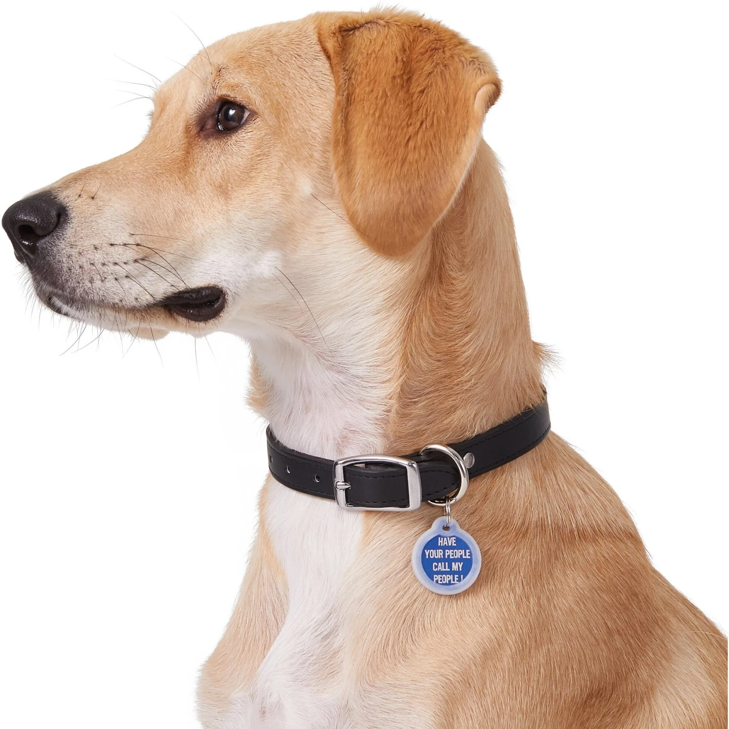 GoTags Anodized Aluminum Personalized Silencer Dog & Cat ID Tag 7 GoTags Anodized Aluminum Personalized Silencer Dog & Cat ID Tag - Image 5