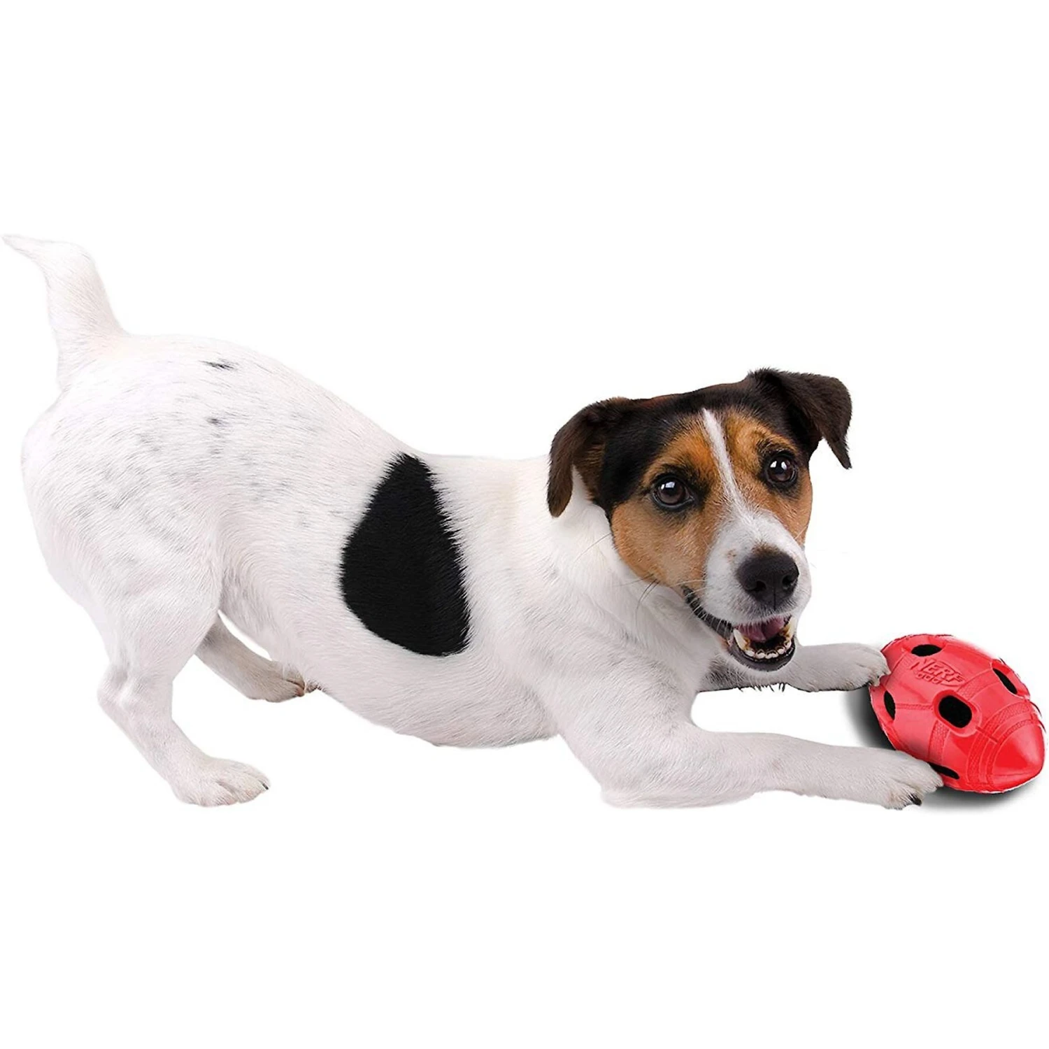 Nerf Dog Bash Crunch Football Dog Toy 6 Nerf Dog Bash Crunch Football Dog Toy - Image 4